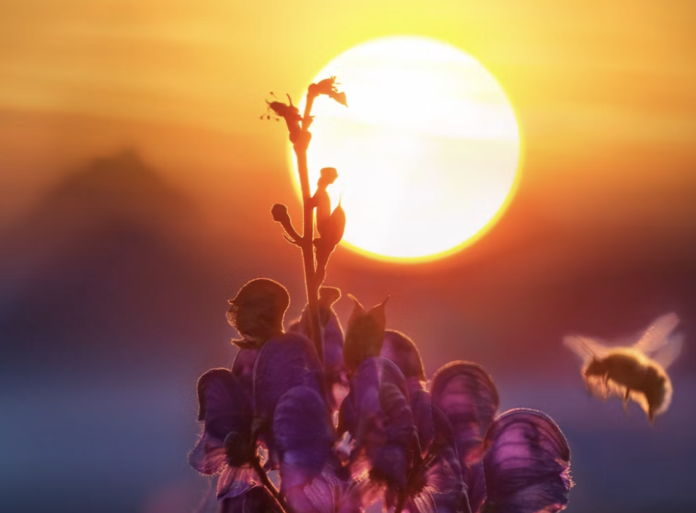 Evolution of bees: Their role in making Plant-based Honey
